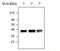 Paraoxonase 2 antibody, MA5-17251, Invitrogen Antibodies, Western Blot image 