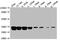GFP antibody, CSB-MA000051M1m, Cusabio, Western Blot image 