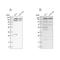 Sister chromatid cohesion protein PDS5 homolog A antibody, NBP2-38313, Novus Biologicals, Western Blot image 