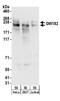 Trinucleotide Repeat Containing Adaptor 6A antibody, A302-329A, Bethyl Labs, Western Blot image 