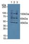 Serine/threonine-protein kinase LMTK1 antibody, LS-C314508, Lifespan Biosciences, Western Blot image 