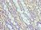 NLR Family CARD Domain Containing 4 antibody, MBS969057, MyBioSource, Immunohistochemistry frozen image 