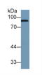 Complement Factor B antibody, LS-C300228, Lifespan Biosciences, Western Blot image 