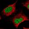Zinc Finger Protein 470 antibody, PA5-56033, Invitrogen Antibodies, Immunofluorescence image 