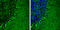 Calcium Voltage-Gated Channel Auxiliary Subunit Beta 4 antibody, GTX100202, GeneTex, Immunohistochemistry frozen image 