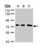 Optineurin antibody, PA5-28249, Invitrogen Antibodies, Western Blot image 