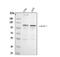 Hexokinase Domain Containing 1 antibody, PB9375, Boster Biological Technology, Western Blot image 