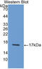 Interferon Gamma antibody, abx131931, Abbexa, Western Blot image 