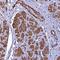 Fatty Acid Desaturase 3 antibody, PA5-60956, Invitrogen Antibodies, Immunohistochemistry paraffin image 