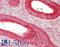 Peroxiredoxin 1 antibody, LS-B14792, Lifespan Biosciences, Immunohistochemistry paraffin image 