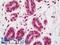 FUS RNA Binding Protein antibody, LS-B11443, Lifespan Biosciences, Immunohistochemistry paraffin image 
