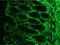 Laminin antibody, BM6046P, Origene, Immunofluorescence image 