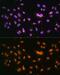 Nuclear Receptor Subfamily 2 Group F Member 2 antibody, GTX66055, GeneTex, Immunofluorescence image 
