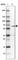 Vascular Endothelial Zinc Finger 1 antibody, HPA027520, Atlas Antibodies, Western Blot image 