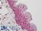 Replication Factor C Subunit 3 antibody, LS-B12568, Lifespan Biosciences, Immunohistochemistry paraffin image 