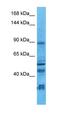 Neuroligin 2 antibody, orb330592, Biorbyt, Western Blot image 