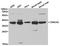 Casein Kinase 2 Alpha 1 antibody, LS-C192741, Lifespan Biosciences, Western Blot image 