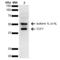Transcription Factor 7 antibody, LS-C776429, Lifespan Biosciences, Western Blot image 