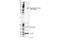 Activating Transcription Factor 2 antibody, 24329S, Cell Signaling Technology, Western Blot image 