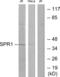 G Protein-Coupled Receptor 68 antibody, abx013631, Abbexa, Western Blot image 