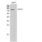 Zinc Finger Protein 785 antibody, LS-C386756, Lifespan Biosciences, Western Blot image 