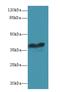 G Protein-Coupled Receptor 18 antibody, A59294-100, Epigentek, Western Blot image 