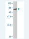 Actin Like 6A antibody, H00000086-M14, Novus Biologicals, Western Blot image 