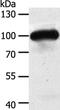 Mitogen-Activated Protein Kinase Kinase Kinase Kinase 3 antibody, PA5-50275, Invitrogen Antibodies, Western Blot image 