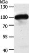 Mitogen-Activated Protein Kinase Kinase Kinase Kinase 3 antibody, PA5-50275, Invitrogen Antibodies, Western Blot image 