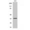 Paired box protein Pax-9 antibody, LS-C385369, Lifespan Biosciences, Western Blot image 