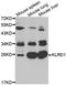 Killer Cell Lectin Like Receptor D1 antibody, A2039, ABclonal Technology, Western Blot image 