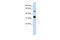 Growth Differentiation Factor 2 antibody, ARP55339_P050, Aviva Systems Biology, Western Blot image 