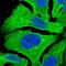 Exocyst Complex Component 3 Like 1 antibody, NBP1-90471, Novus Biologicals, Immunofluorescence image 