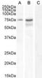 Neurochondrin antibody, NBP2-75968, Novus Biologicals, Western Blot image 