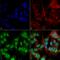 Syn antibody, SMC-532D-HRP, StressMarq, Immunocytochemistry image 