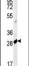 Apolipoprotein B MRNA Editing Enzyme Catalytic Subunit 2 antibody, PA5-25606, Invitrogen Antibodies, Western Blot image 