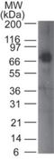 Cell Adhesion Molecule 1 antibody, NBP2-14841, Novus Biologicals, Western Blot image 
