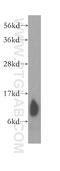 COX7B antibody, 11417-2-AP, Proteintech Group, Western Blot image 