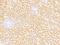 Alcohol Dehydrogenase 6 (Class V) antibody, 208969-T08, Sino Biological, Immunohistochemistry frozen image 