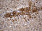 Septin 3 antibody, LS-C792702, Lifespan Biosciences, Immunohistochemistry paraffin image 