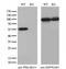 Protein Kinase CAMP-Dependent Type II Regulatory Subunit Alpha antibody, GTX83825, GeneTex, Western Blot image 