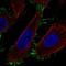 Transmembrane Protein 229A antibody, HPA056391, Atlas Antibodies, Immunofluorescence image 