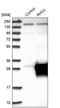 Ras Homolog Family Member J antibody, PA5-51809, Invitrogen Antibodies, Western Blot image 
