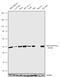 Eukaryotic Translation Initiation Factor 4A2 antibody, 711576, Invitrogen Antibodies, Western Blot image 