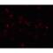 Activating Transcription Factor 6 antibody, LS-B2430, Lifespan Biosciences, Immunofluorescence image 