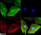 Eukaryotic Translation Initiation Factor 2A antibody, NBP2-26296, Novus Biologicals, Immunofluorescence image 