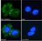 Neutral cholesterol ester hydrolase 1 antibody, LS-C61698, Lifespan Biosciences, Immunofluorescence image 