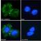 Neutral Cholesterol Ester Hydrolase 1 antibody, LS-C61698, Lifespan Biosciences, Immunofluorescence image 