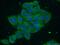 Canopy FGF Signaling Regulator 2 antibody, 66173-1-Ig, Proteintech Group, Immunofluorescence image 