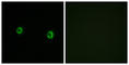 Olfactory Receptor Family 5 Subfamily AS Member 1 antibody, abx015385, Abbexa, Western Blot image 